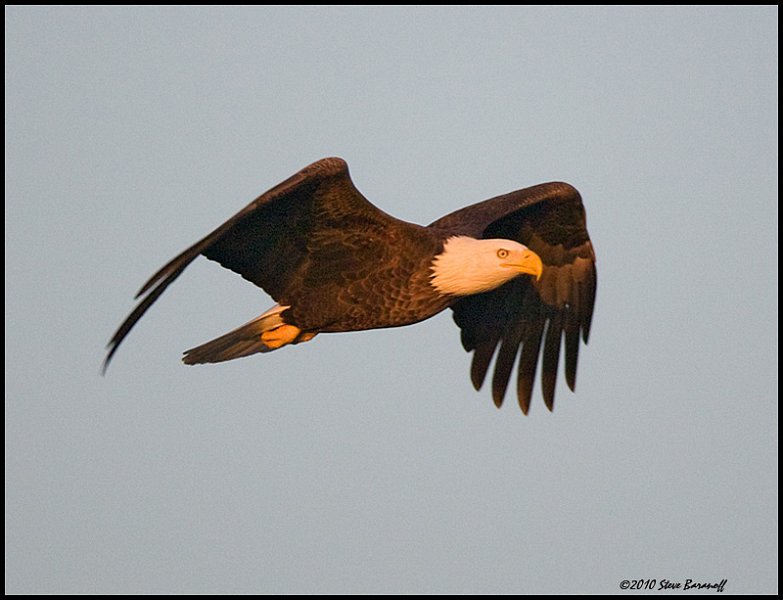 _0SB8806 american bald eagle.jpg